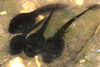 Amargosa Toad tadpoles