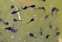 Red-spotted Toad tadpoles
