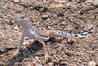 Western Zebra-tailed Lizard 