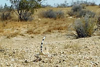 Western Zebra-tailed Lizard 