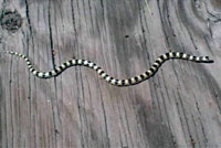 Mohave Shovel-nosed Snake