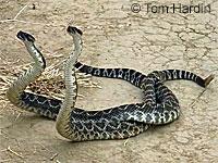 southern pacific rattlesnake