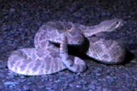 Northern Mohave Rattlesnake