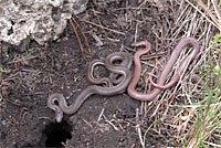 Sharp-tailed snakes