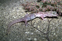 Desert Banded Gecko 
