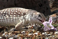 I crawled under a bush with a friendly Desert Iguana and tossed him a desert willow flower which he gobbled up for the video camera.  