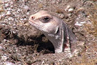 northern desert iguana