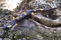 Yellow-blotched Ensatina