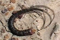 Alligator Lizard detached tail