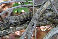 In this short video, a large old Panamint Alligator Lizard crawls around in a brush pile at a desert spring , then jumps off and hangs from his tail and hind legs before dropping to the ground and running away.