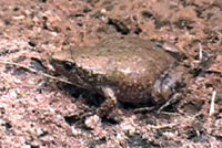 Great Plains Narrow-mouthed Toad 