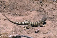 This video shows a large fast-moving adult Blunt-nosed Leopard Lizard resting at the mouth of its burrow then running off into its sparseley-vegetated habitat.     