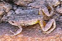 Canyon Treefrog 