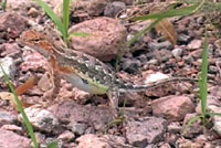 This video shows a gravid female Sonoran Earless Lizard lowering herself onto her belly and shaking her legs. This might help regulate her temperature. Next we see a male basking on a rock.   