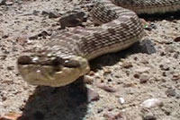 mexican hog-nosed snake