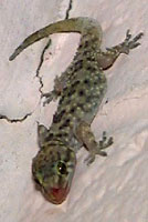 Mediterranean House Gecko 
