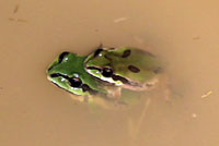 Arizona Treefrog 