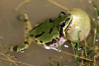 Arizona Treefrog
