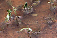 Arizona Treefrog 