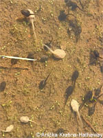 Western Spadefoot 