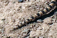 Pacific Gopher Snake Tail Buzzing