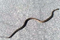 Great Basin Gopher Snake 