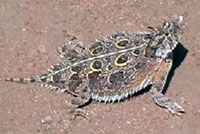 This video shows a Texas Horned Lizard running around. At one point it quickly eats an ant. 