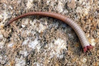 Western Red-tailed Skink Tail
