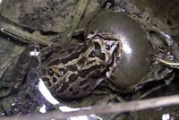 Baja California Treefrog 