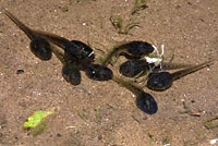 Baja California Treefrog tadpoles