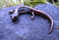 A Larch Mountain Salamander sitting on a rock becomes alarmed and runs while quickly writhing its body back and forth until it rolls itself into a ball and rolls down off the rock where it bounces off another rock and springs and rolls again until it lands safely. This amazing escape behavior, developed as a defense for survival on steep rocky slopes, is shown in real time, then slowed down for a better look.