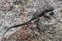 In this video, an adult Mearns' Rock Lizard shows its rock climbing and jumping skills, finally doing a defensive push-up display. Next, a juvenile lizard crawls around the face of a massive rock. 
