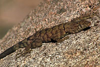 Mearns' Rock Lizard