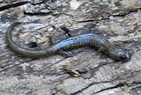 Jemez Mountains Salamander