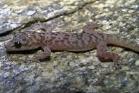 Peninsular Leaf-toed Gecko