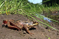 Northern Red-legged Frog