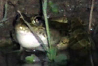Rio Grande Leopard Frog 