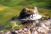foothill yellow-legged frog video
