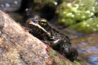 cascades frogs