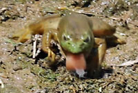 bullfrog eating