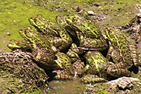chiricahua leopard frogs