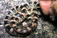 longnosed snake
