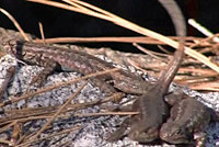 western sagebrush lizard