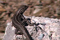 Northern Sagebrush Lizard