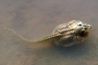 Western Spadefoot tadpole