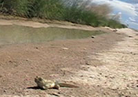 Chihuahuan Desert Spadefoot