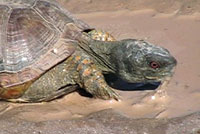desert box turtles