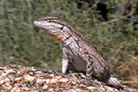 Baja California Brush Lizard 