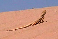 In this video, a Colorado Desert Fringe-toed Lizard runs slowly, then very quickly over the hot sand.   