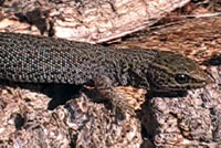 Desert Night Lizard